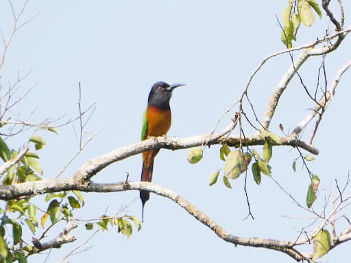 Abejaruco cabecinegro