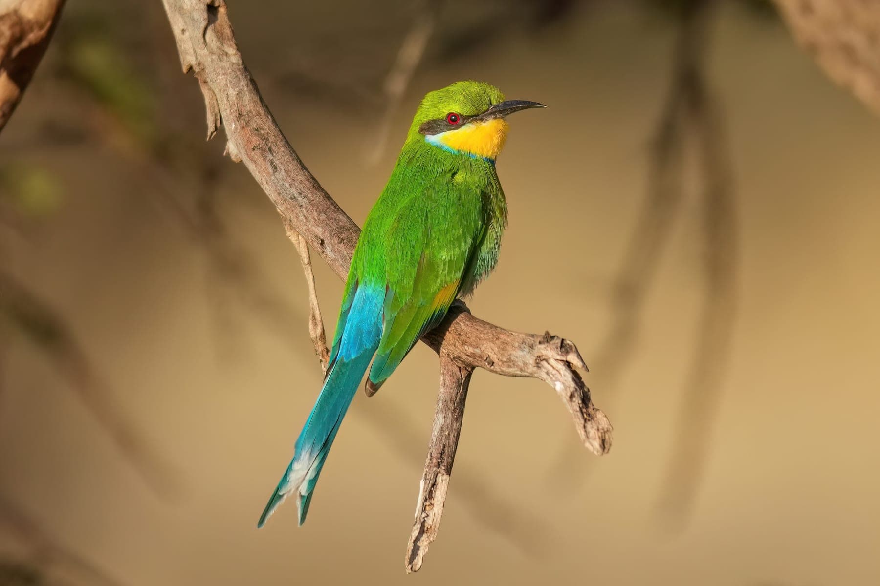 Abejaruco de cola de golondrina