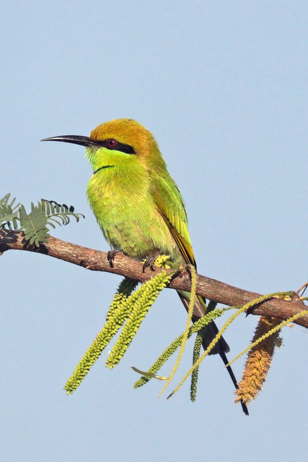 Abejaruco esmeralda