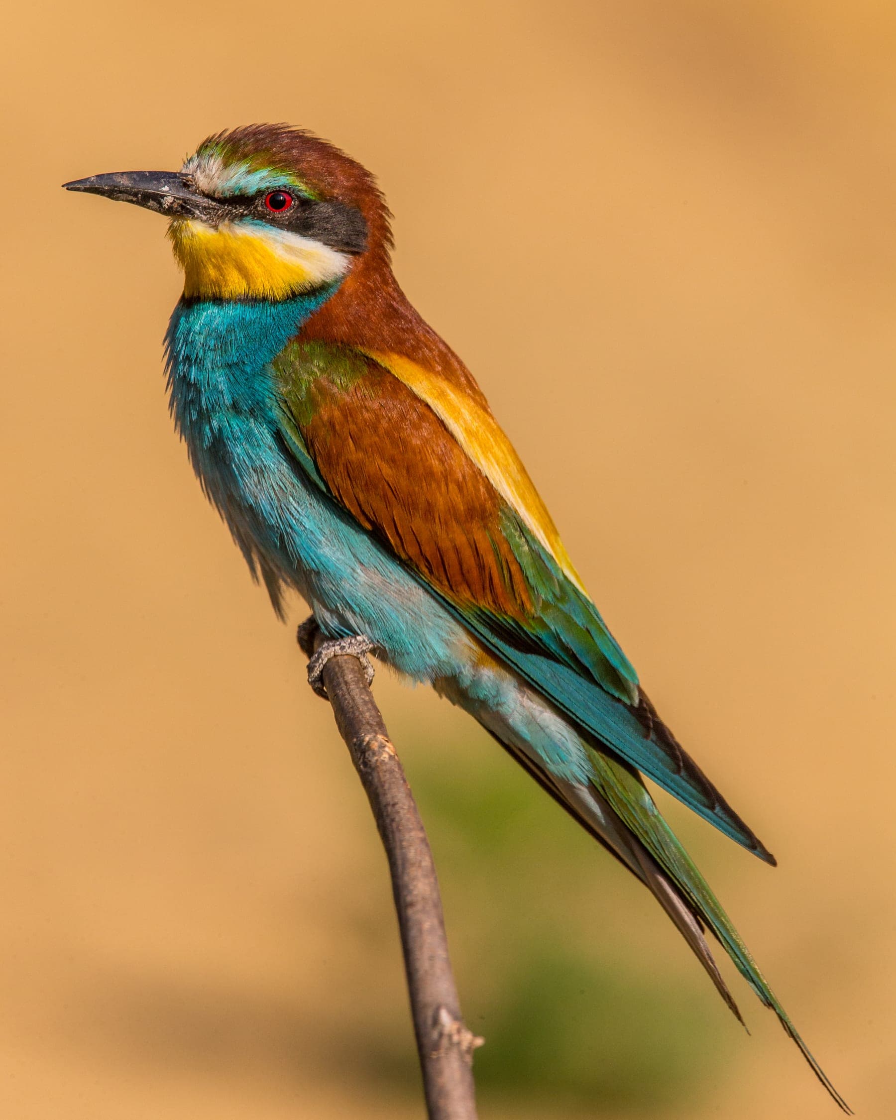 Abejaruco europeo de colores vivos con una abeja en el pico