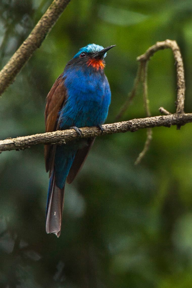 Abejaruco gorjiazul