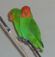Inseparable carirrojo