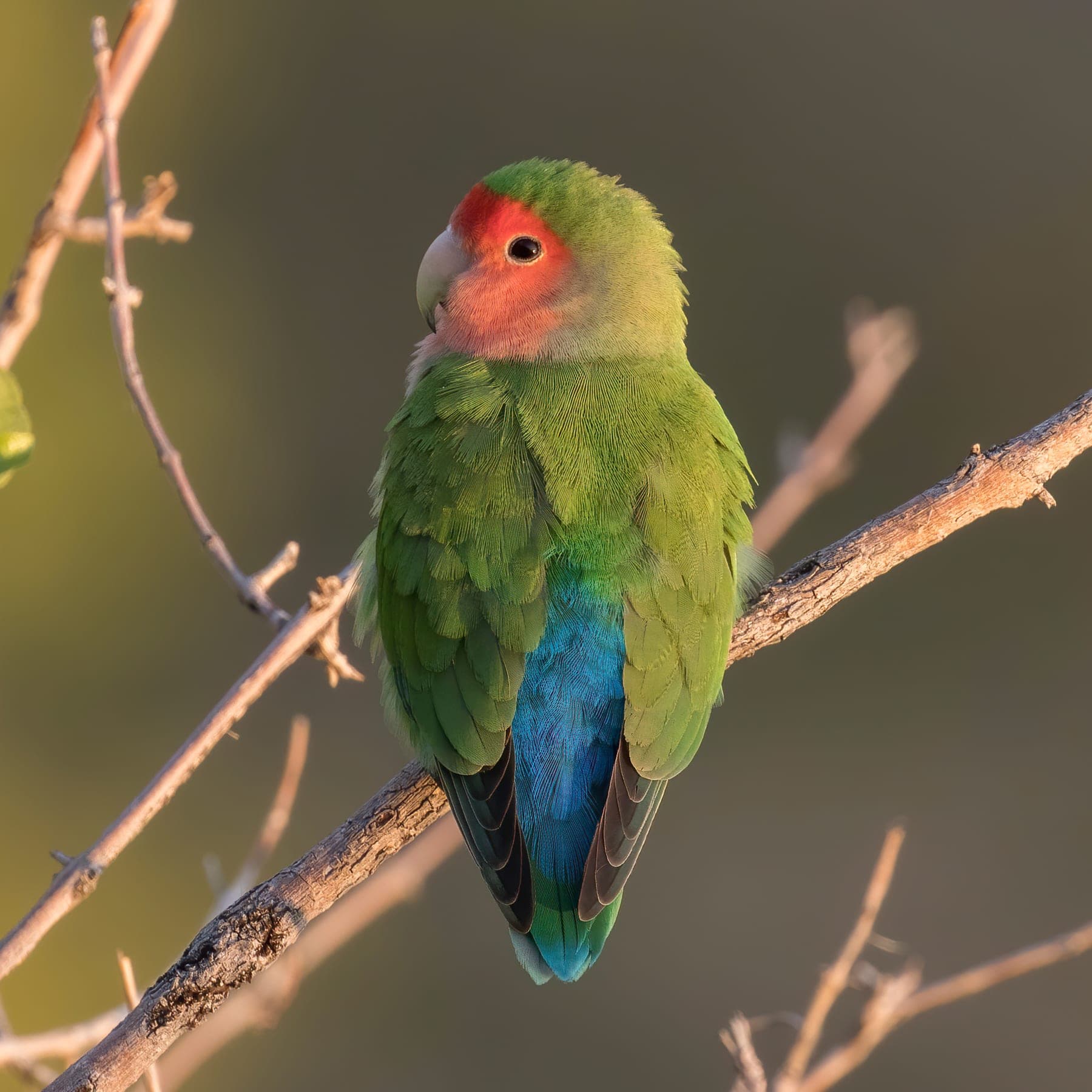 Agapornis roseicollis (inseparable de cara rosada)