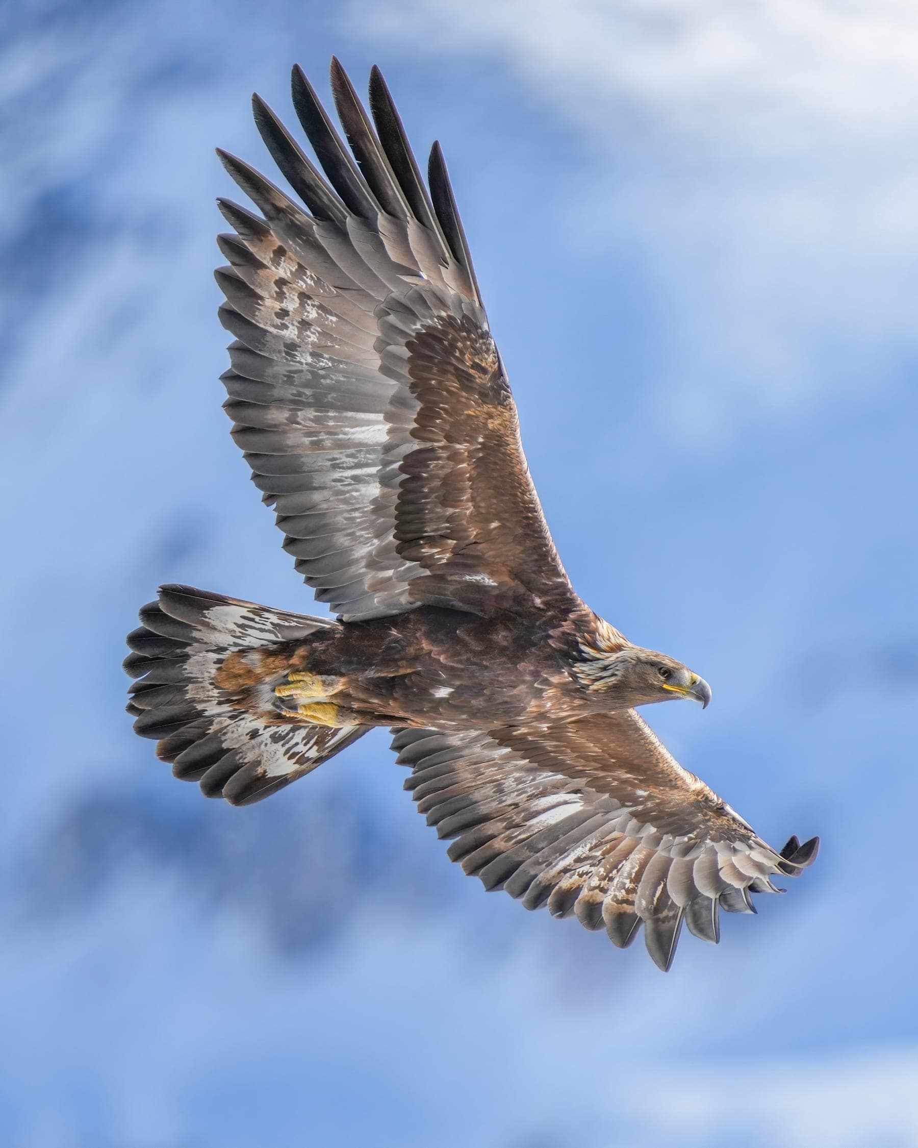 Águila real