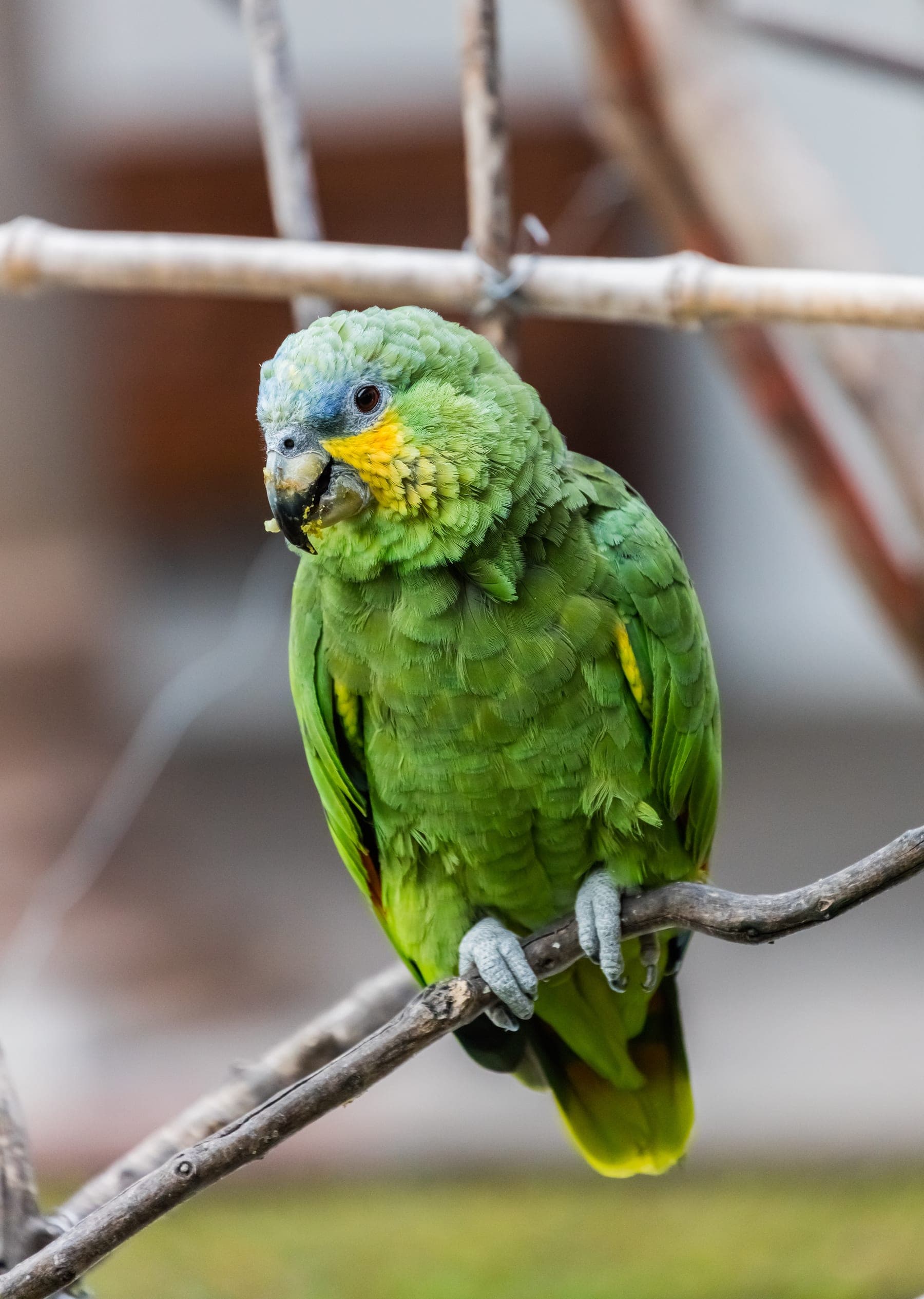 Amazona alinaranja
