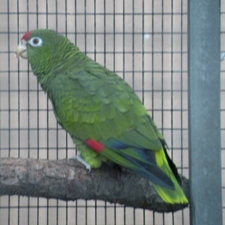 Amazona alisera
