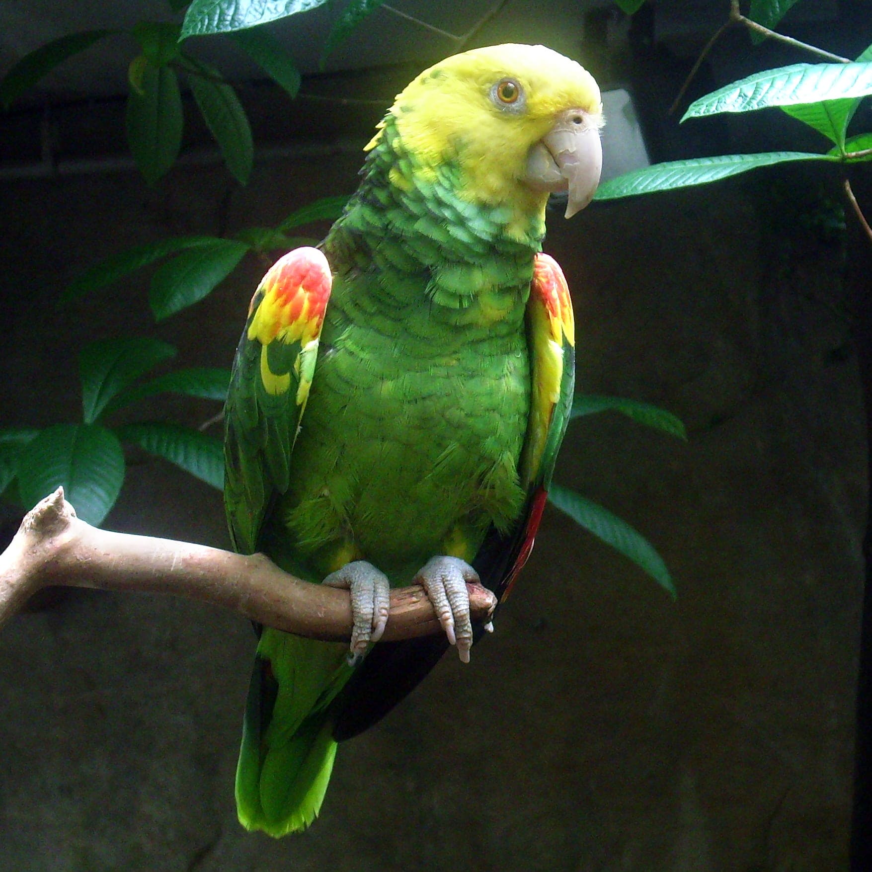 Amazona cabeciamarilla
