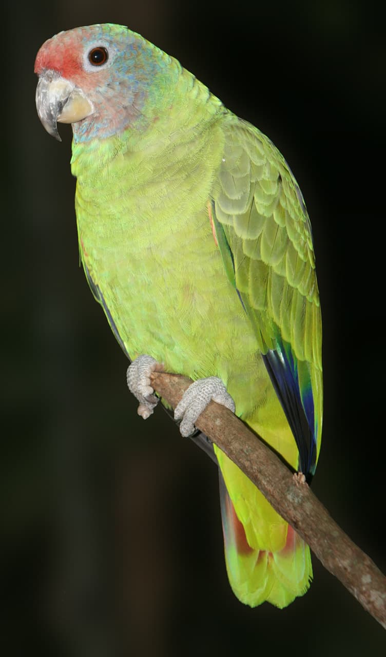 Amazona cariazul