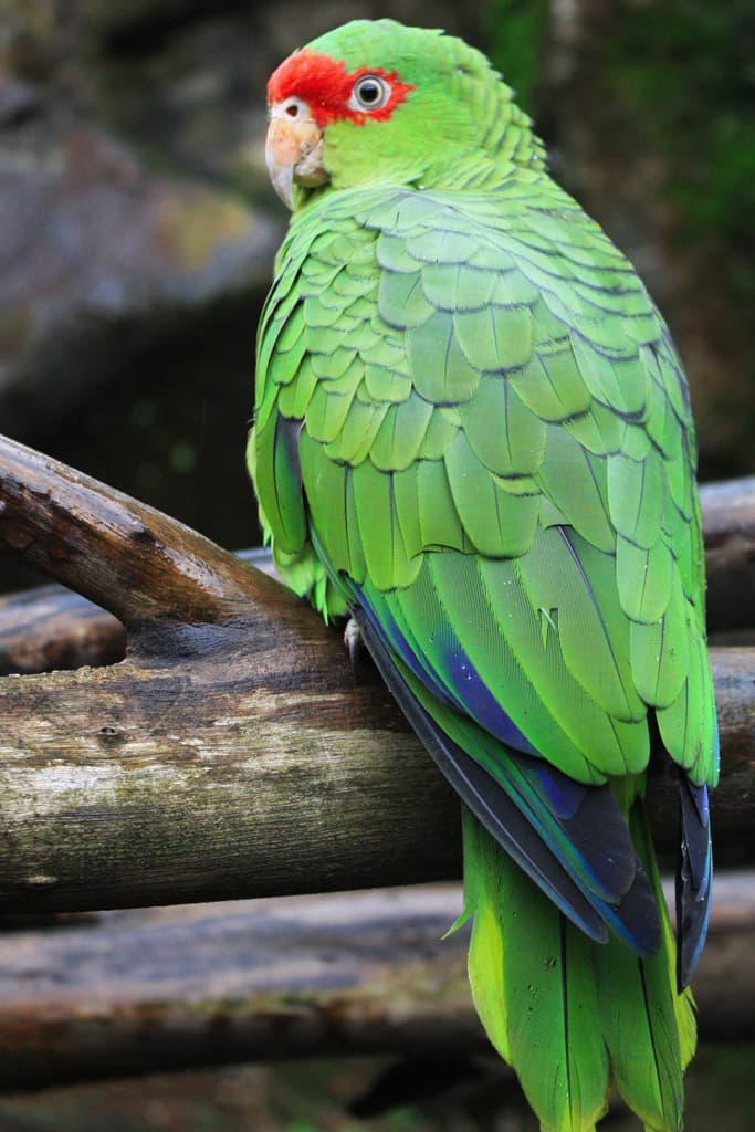 Amazona charao