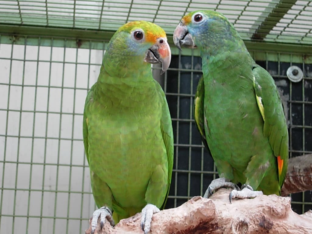 Amazona coroniazul