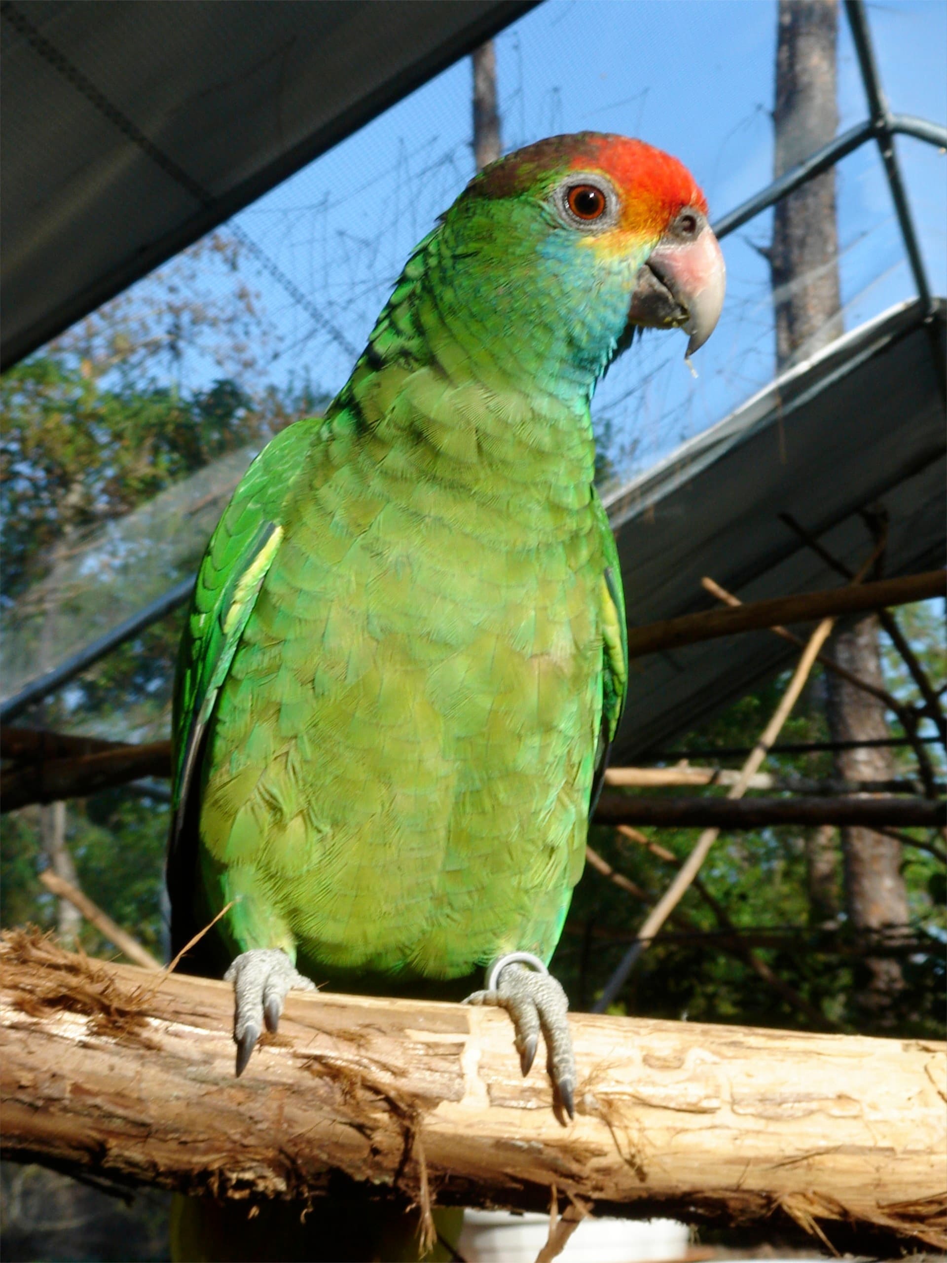 Amazona coronirroja