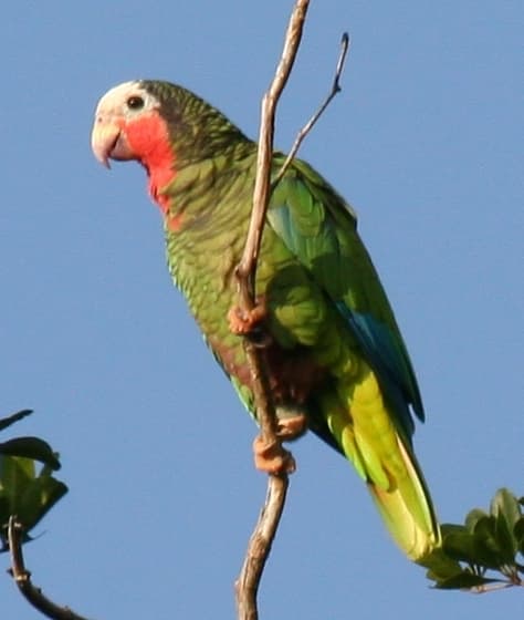 Amazona cubana