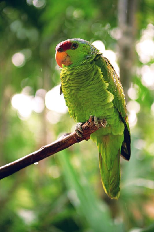 Amazona de Finsch