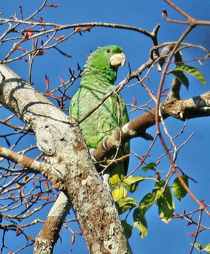 Amazona de Kawall
