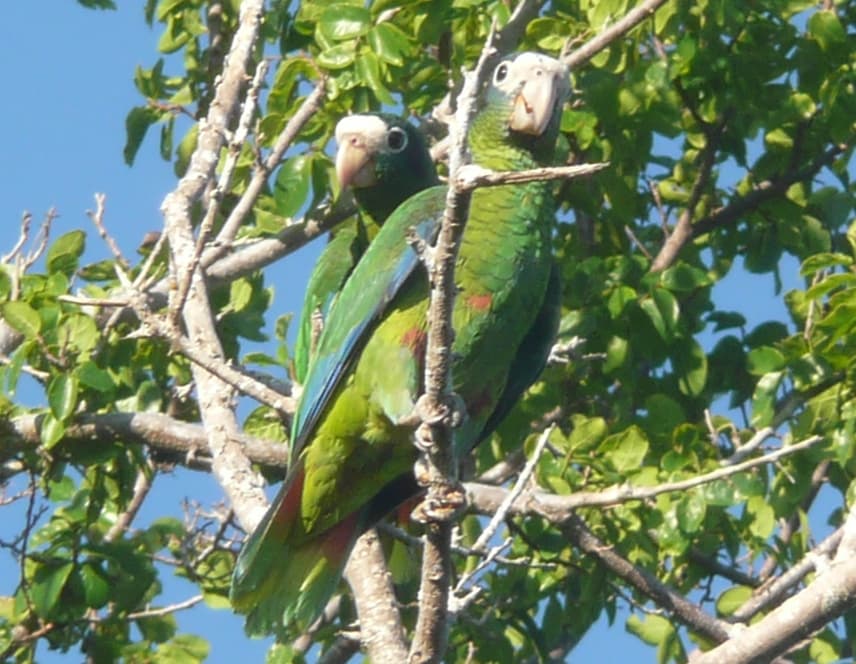 Amazona de La Española