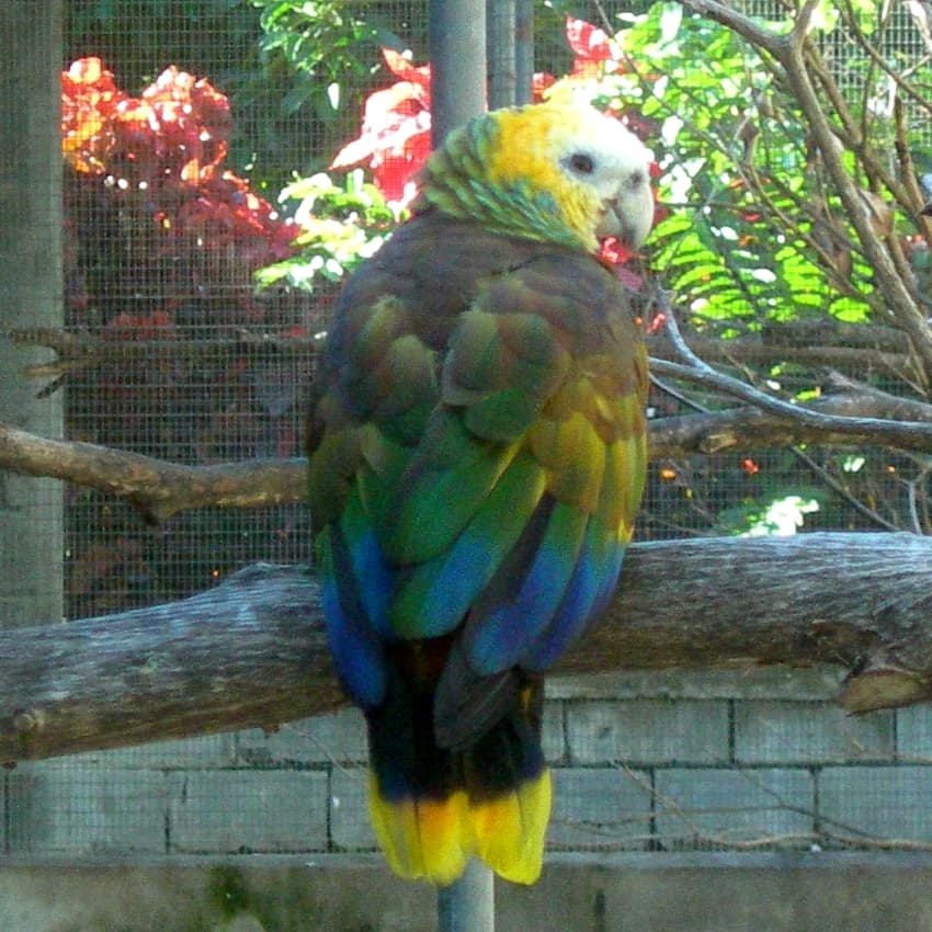 Amazona de San Vicente