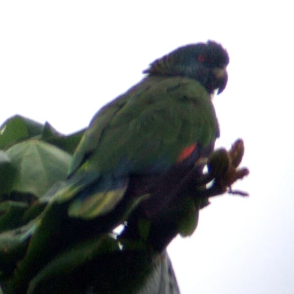 Amazona de Santa Lucía