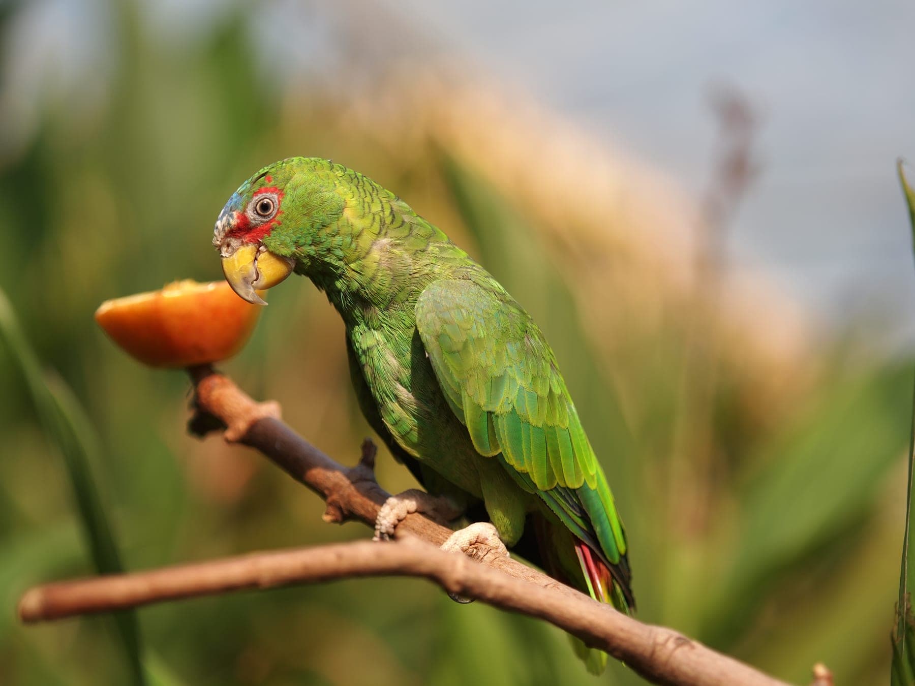 Amazona frentialba