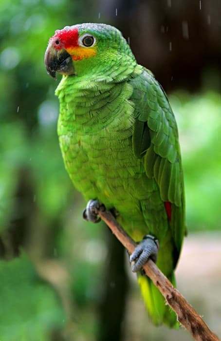 Amazona frentirroja
