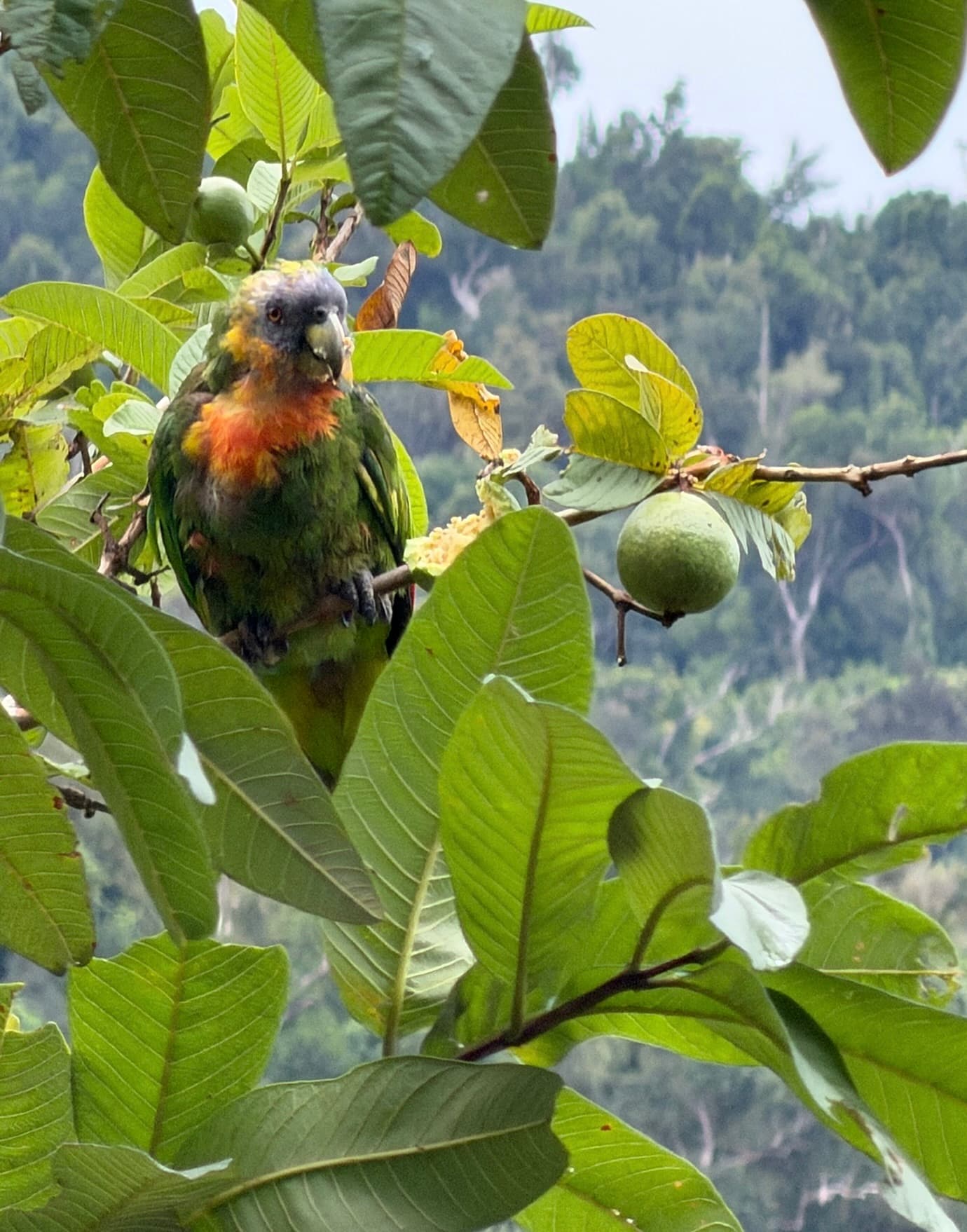 Amazona gorgirroja