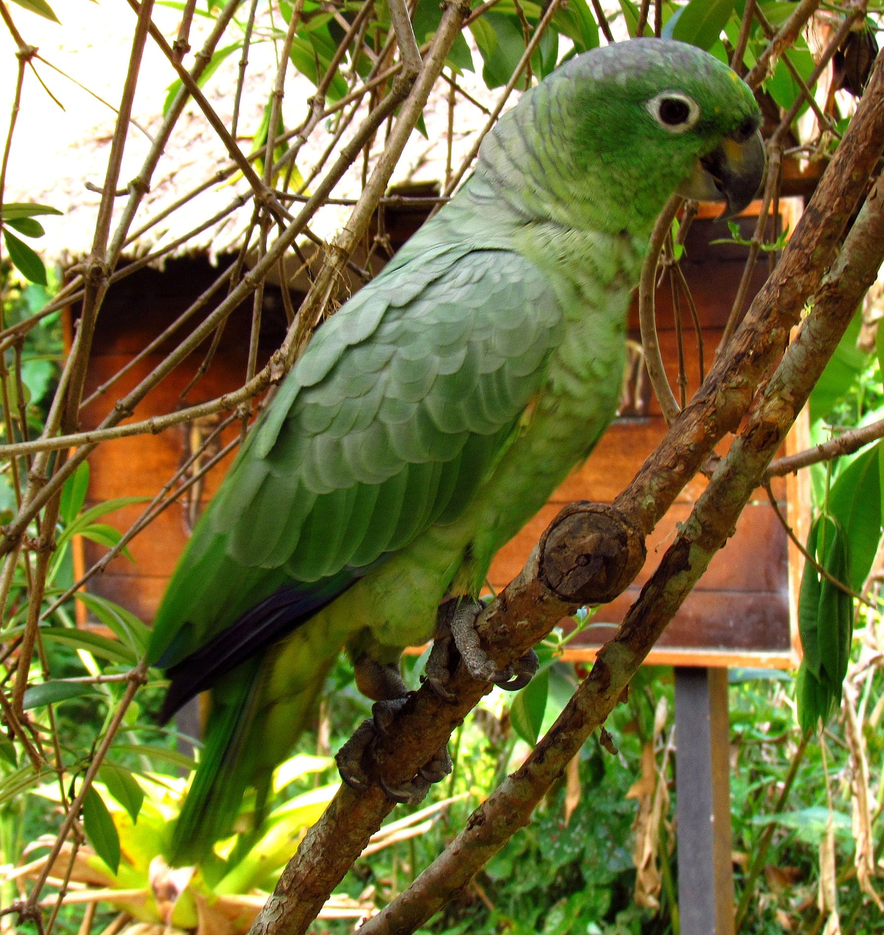 Amazona harinosa
