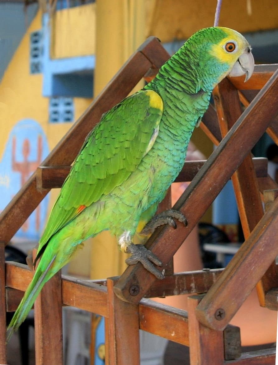Amazona hombrigualda