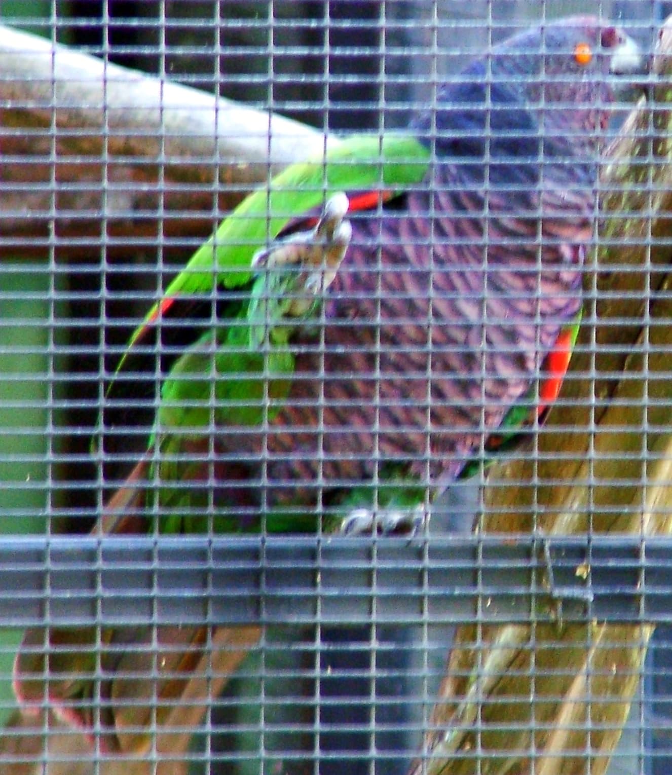 Amazona imperial