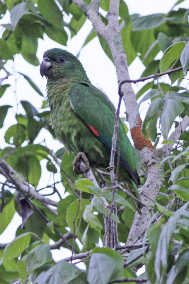Amazona jamaicana piquinegra
