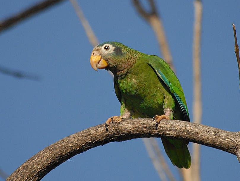 Amazona jamaicana piquirroja