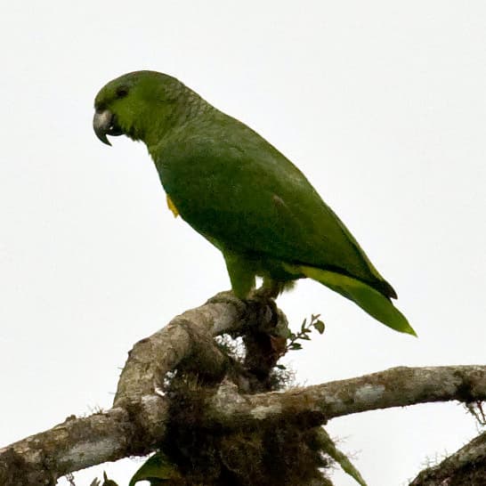 Amazona mercenaria