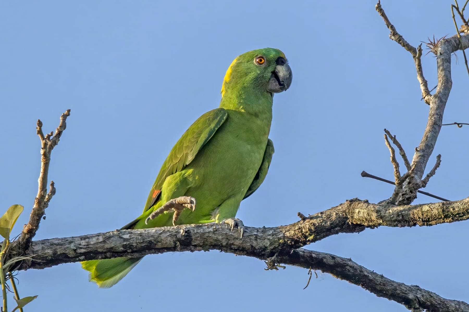 Amazona nuquigualda