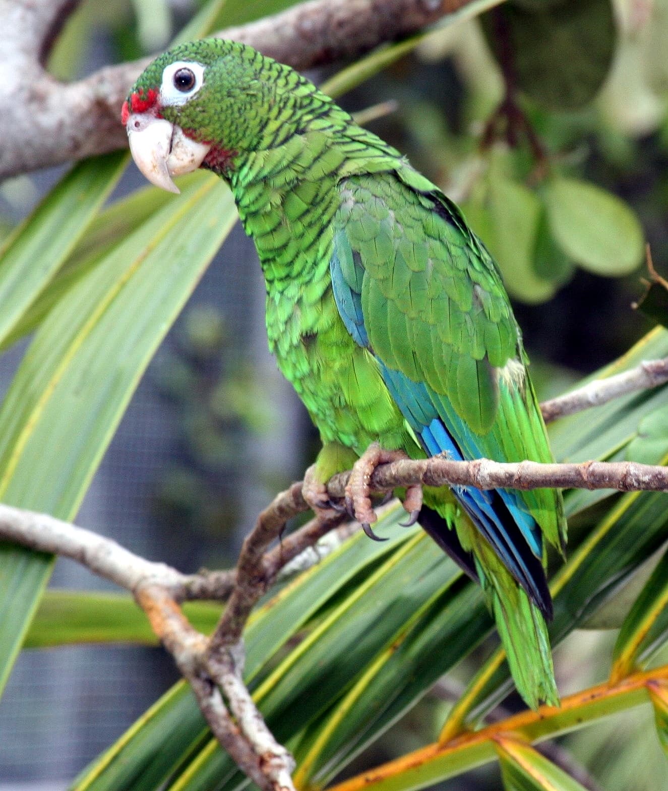 Amazona puertorriqueña