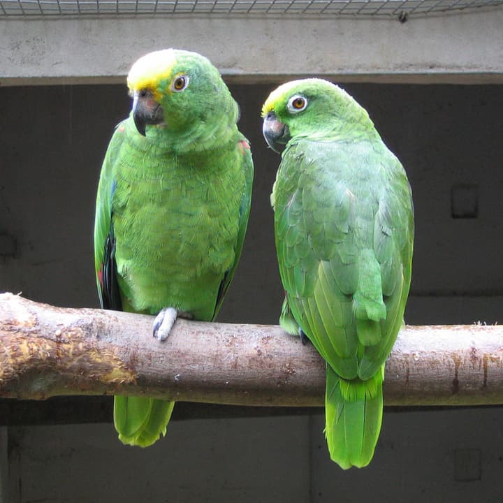 Amazona real