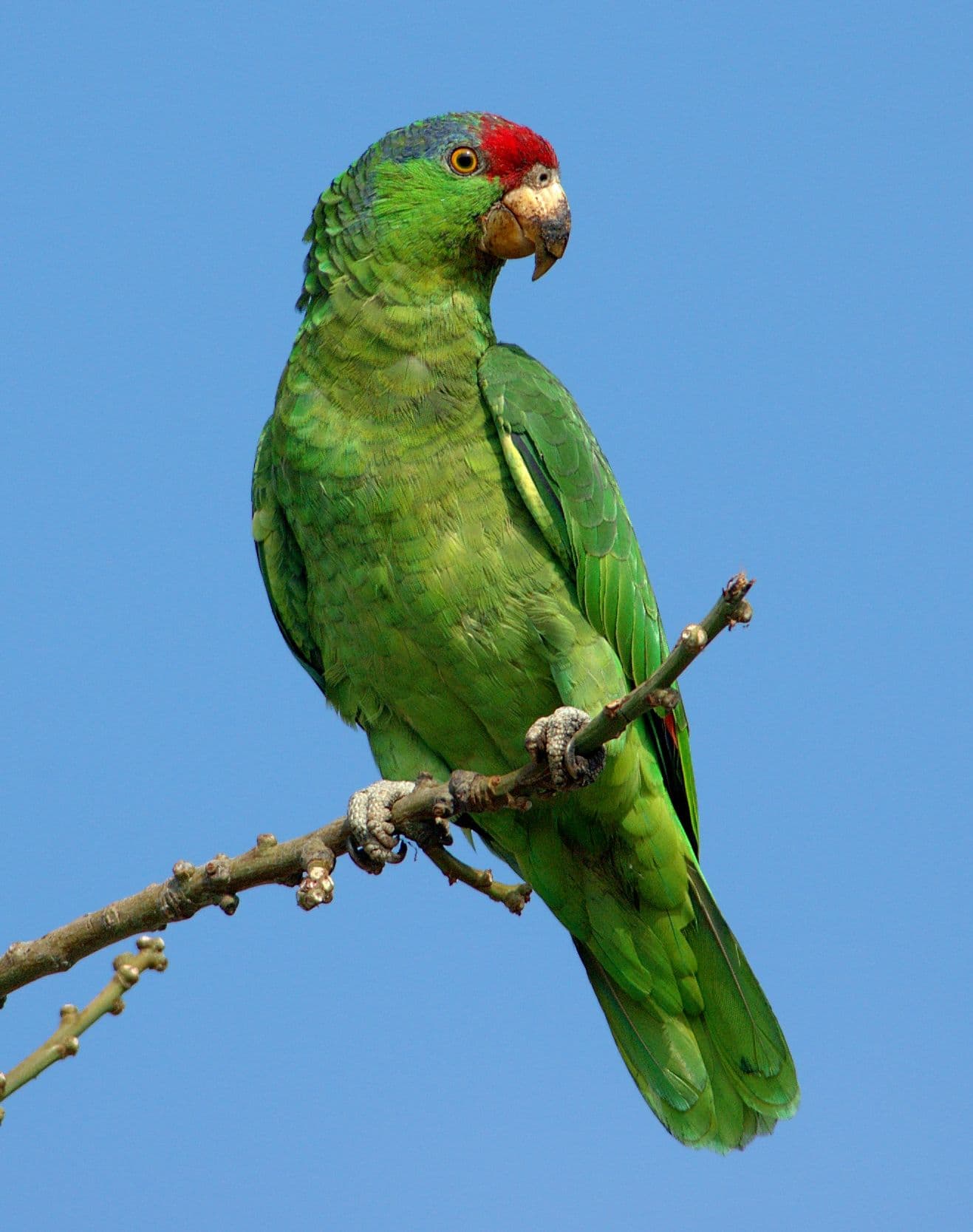 Amazona tamaulipeca