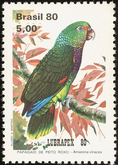 Amazona vinosa
