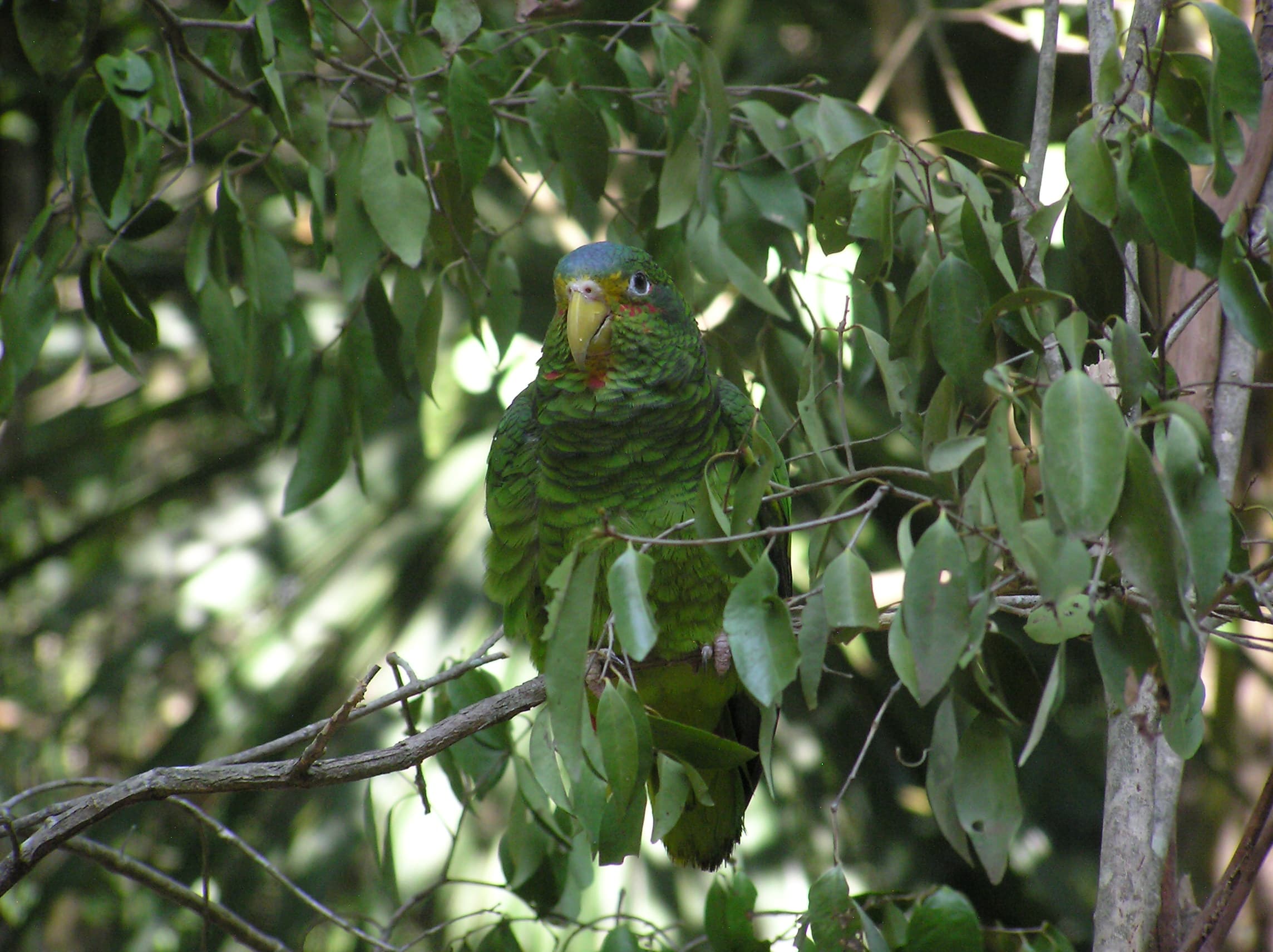Amazona yucateca