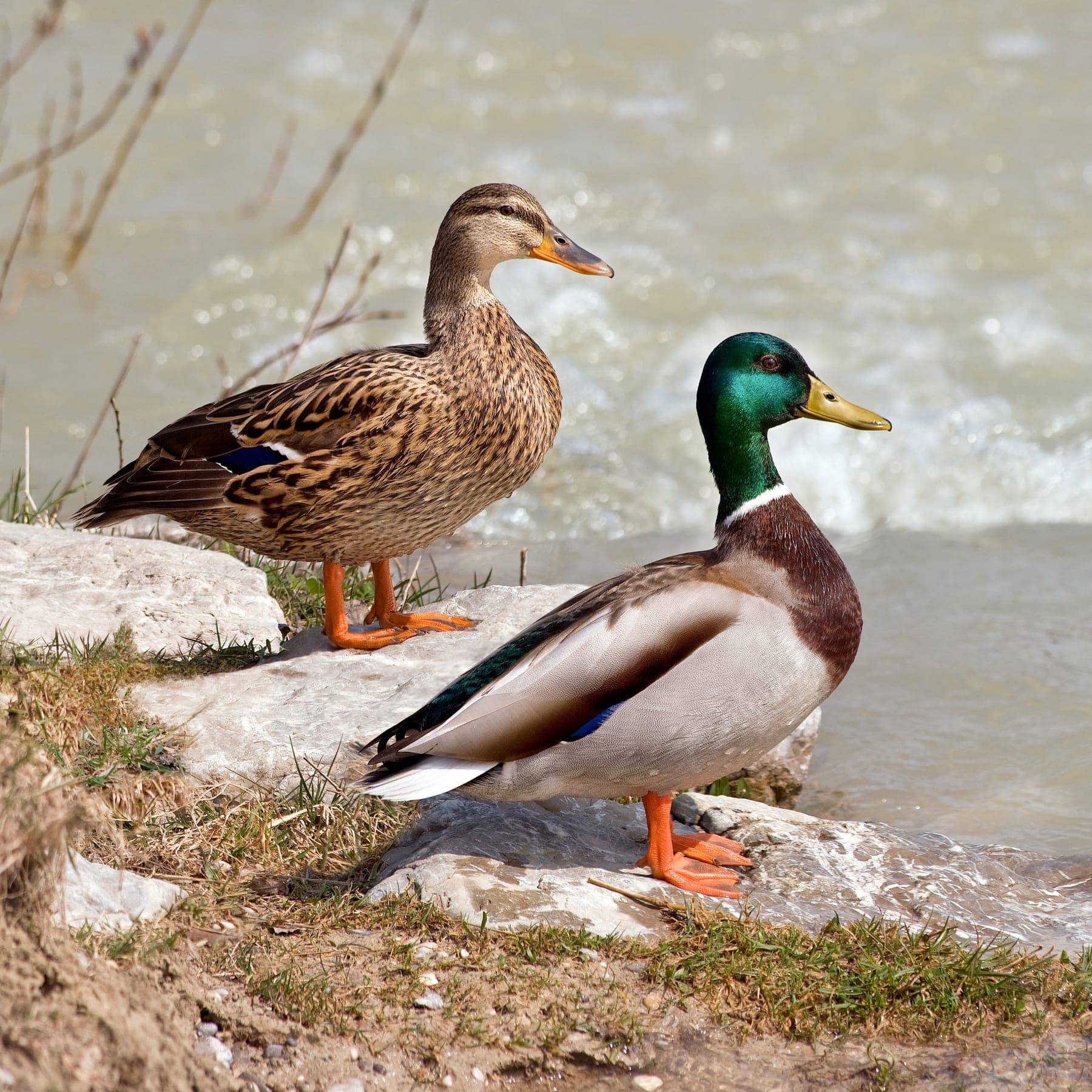 Ánade real (pato de collar)