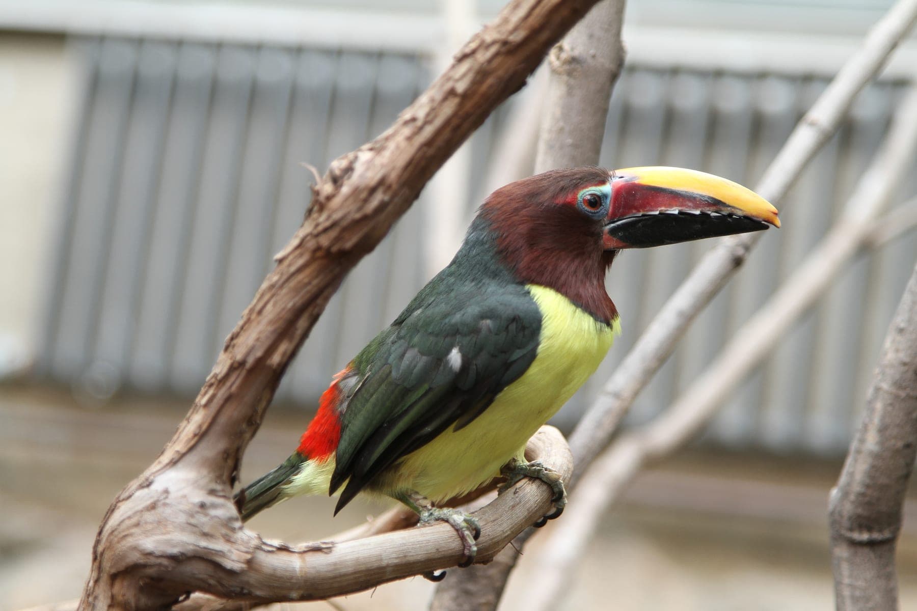 Arasarí verde