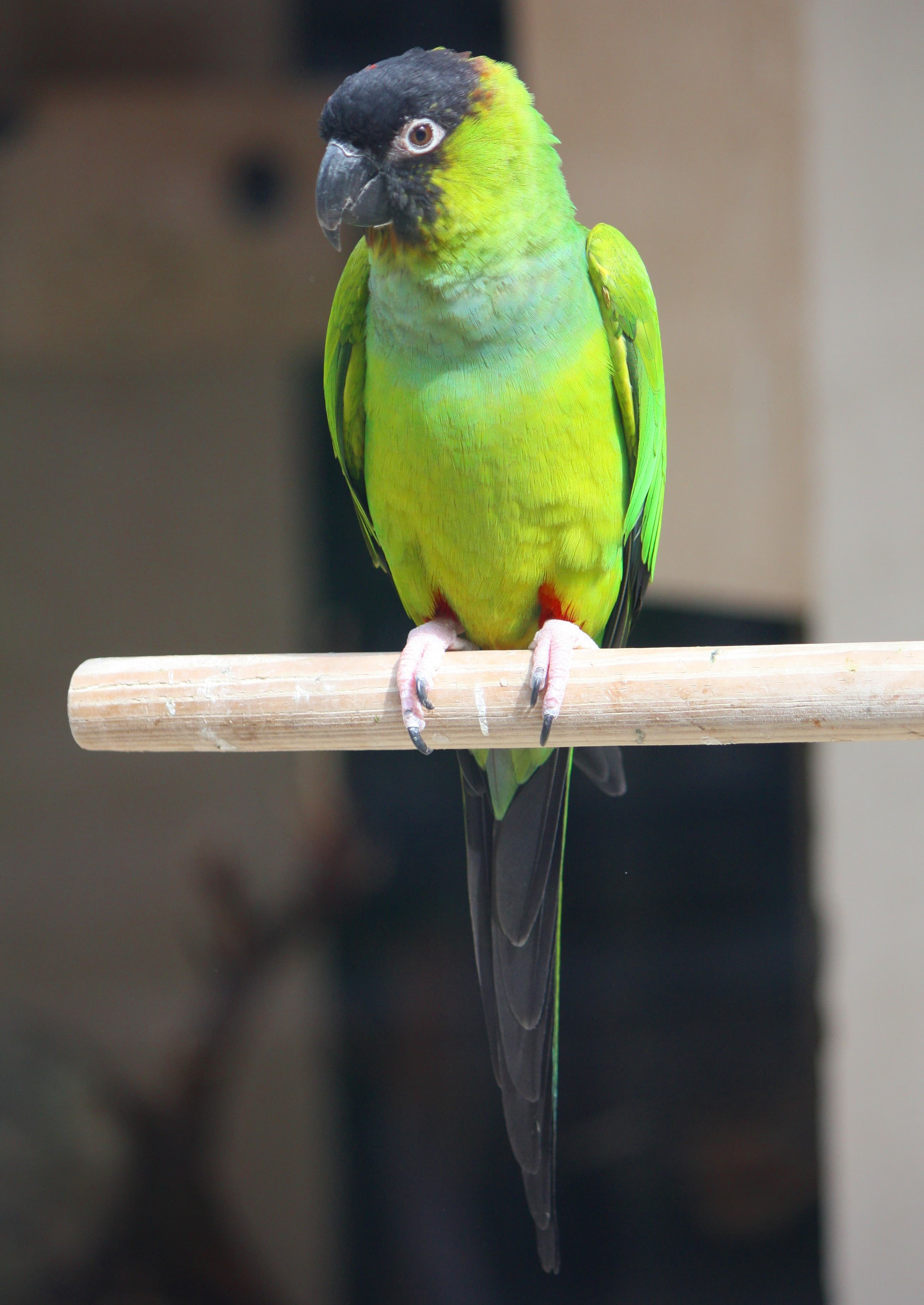 Cotorra ñanday (cabecinegra)