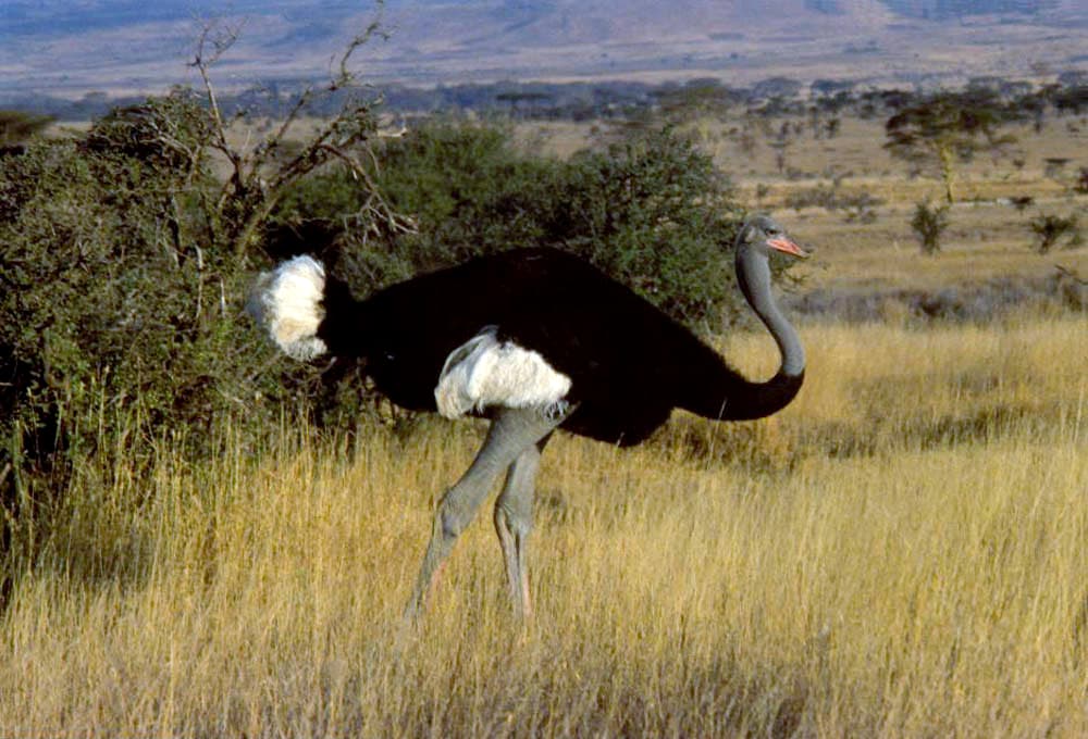 Avestruz somalí