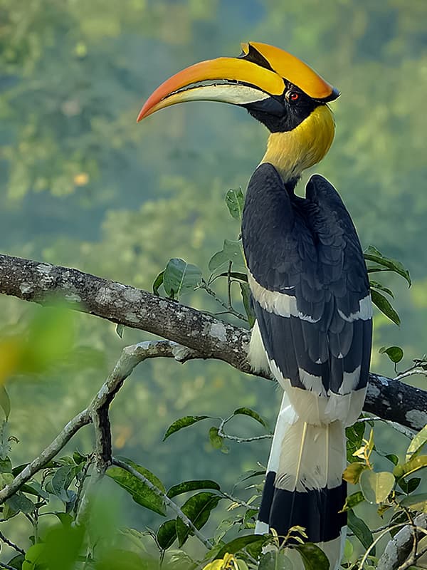 Cálao bicorne con su gran pico y casco amarillo
