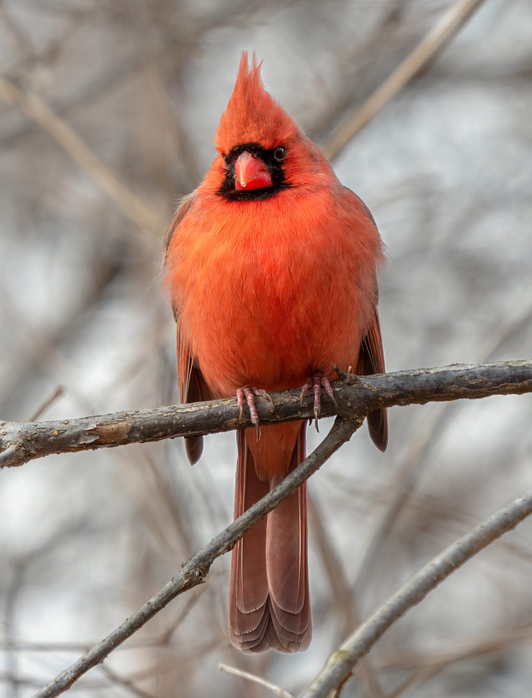 Cardenal norteño rojo de cresta puntiaguda