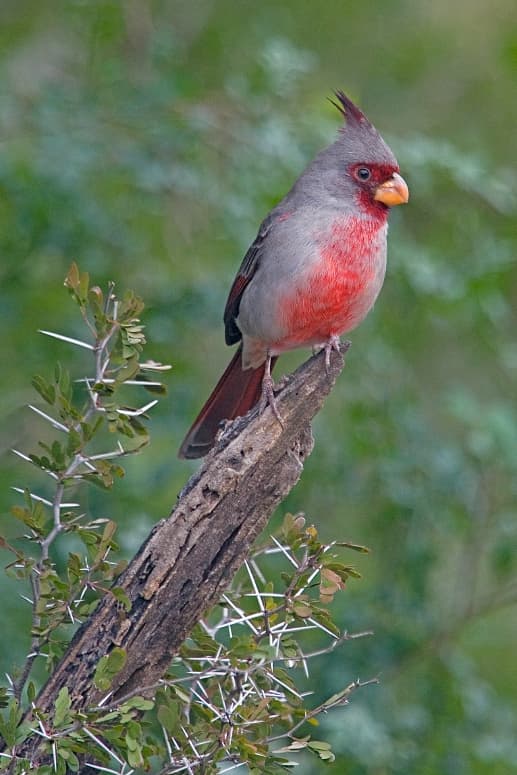 Cardenal pardo (desértico)