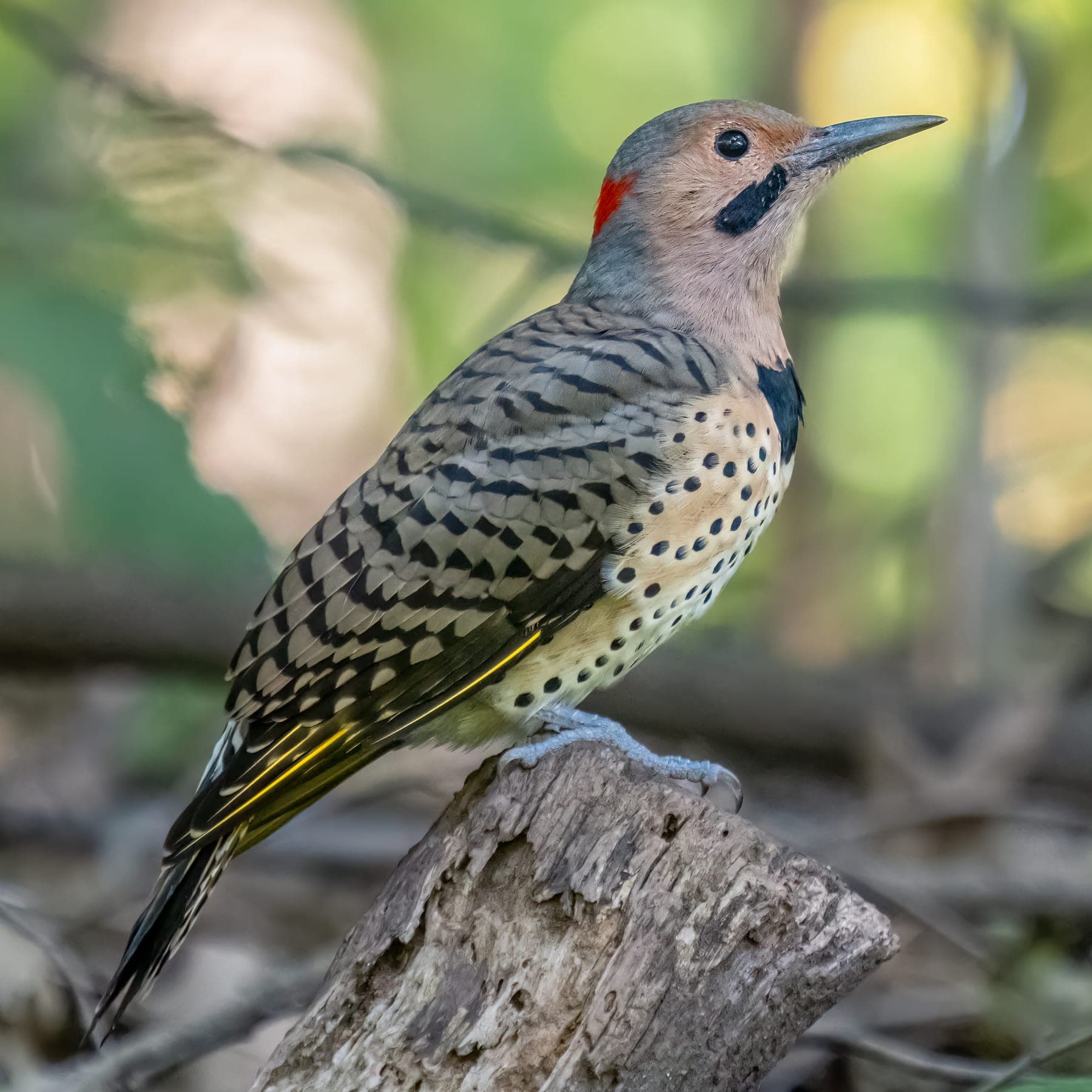 Carpintero escapulario
