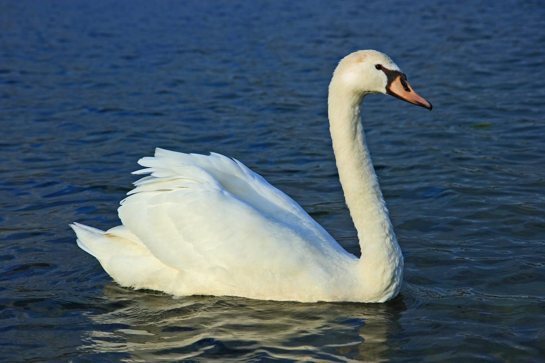Cisne vulgar (mudo)
