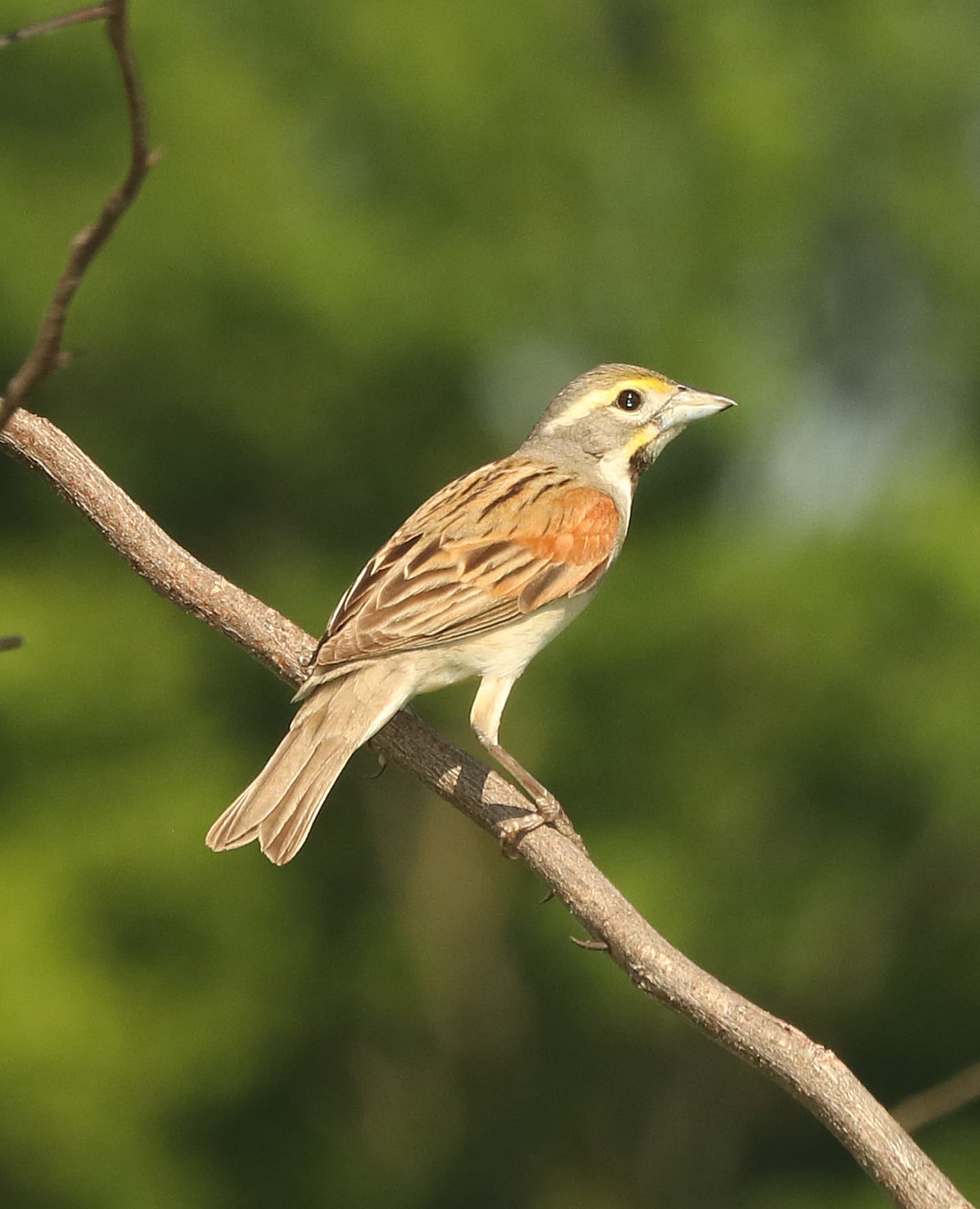 Arrocero americano (dickcissel)