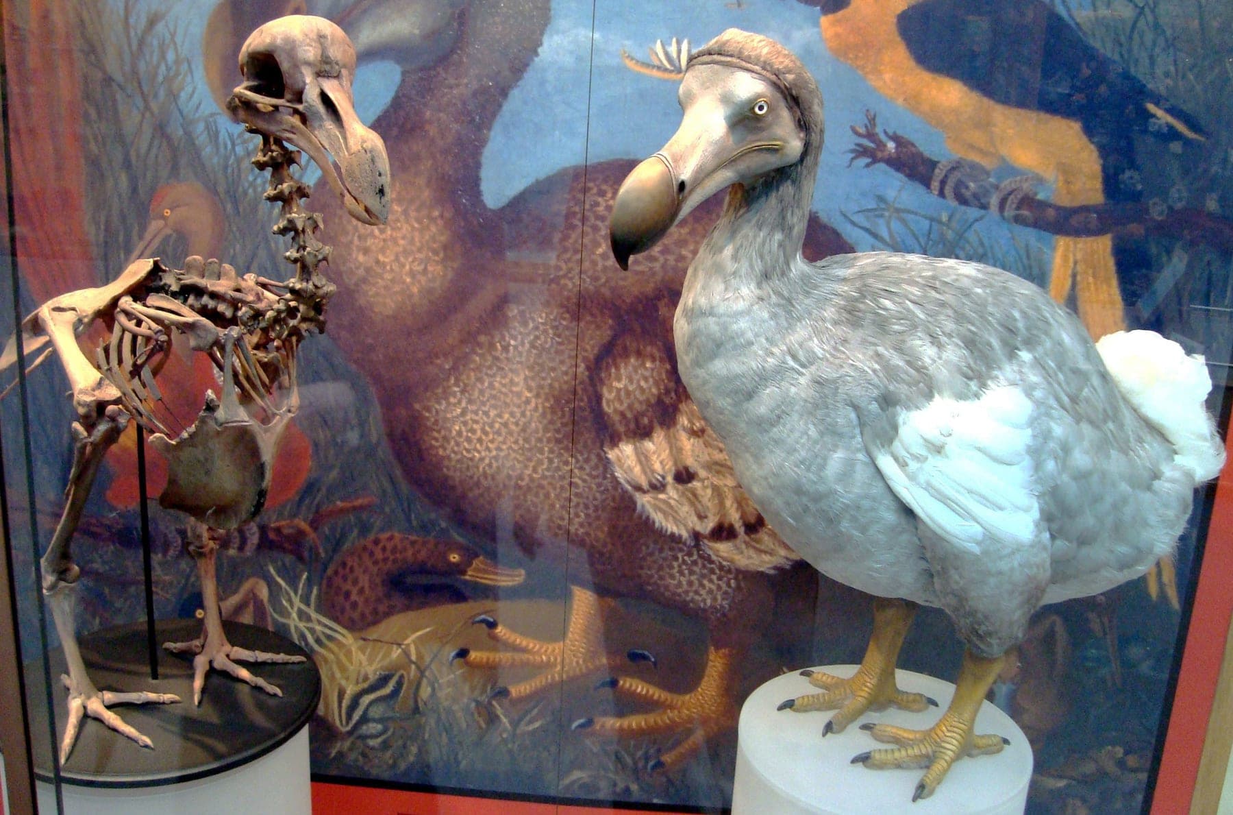 Dodo (†extinto)
