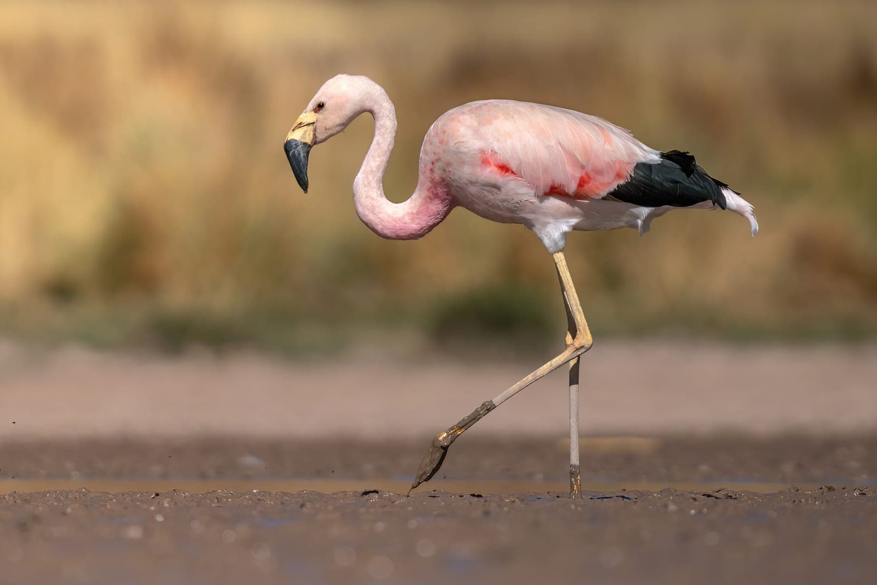 Flamenco andino