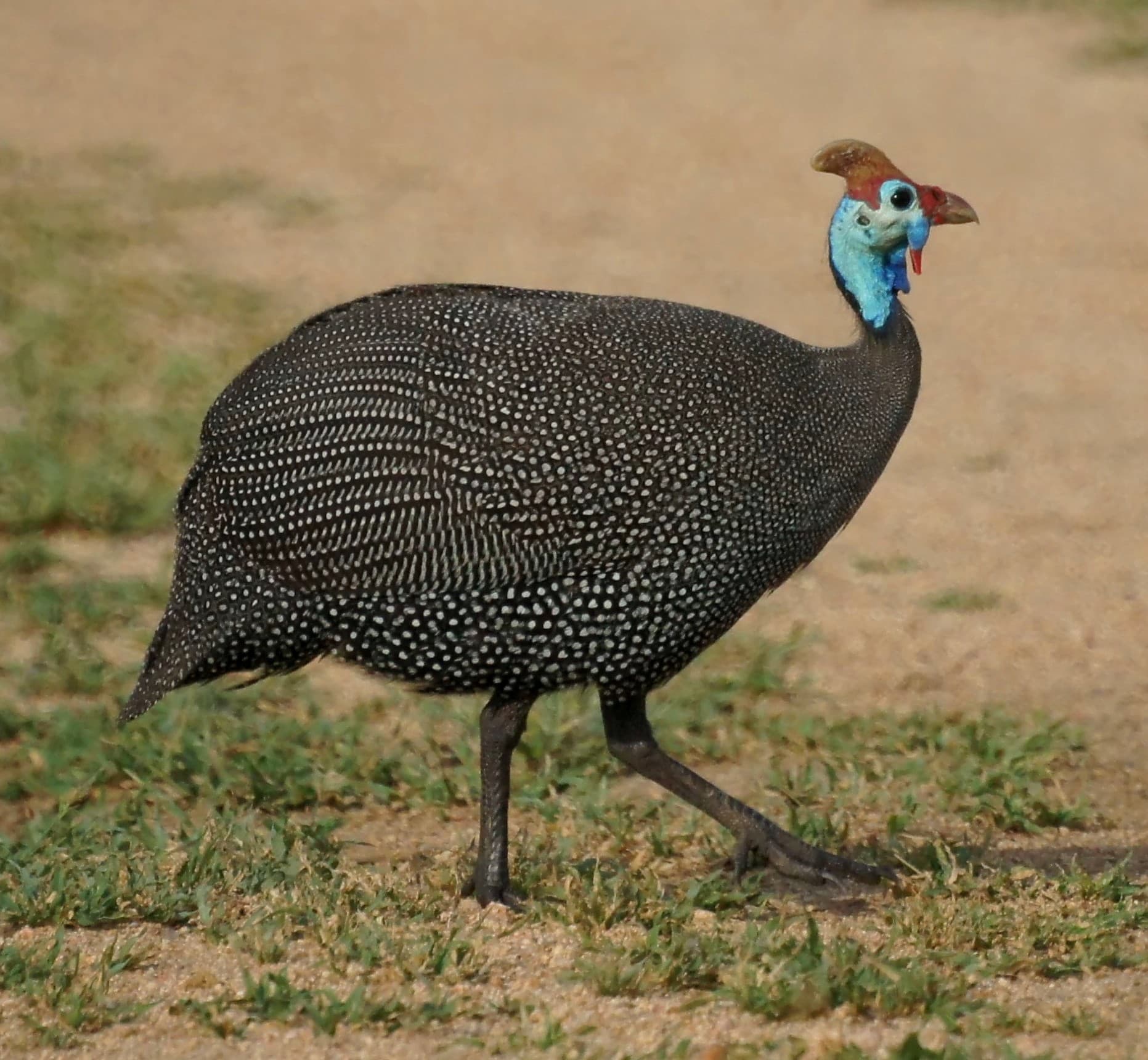 Gallina de Guinea (pintada)
