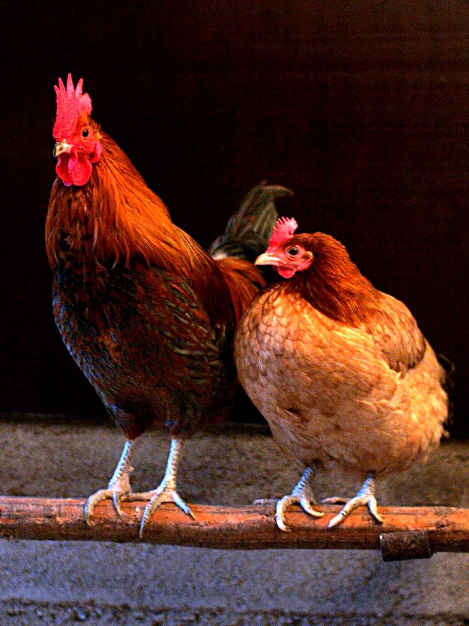 Gallina doméstica